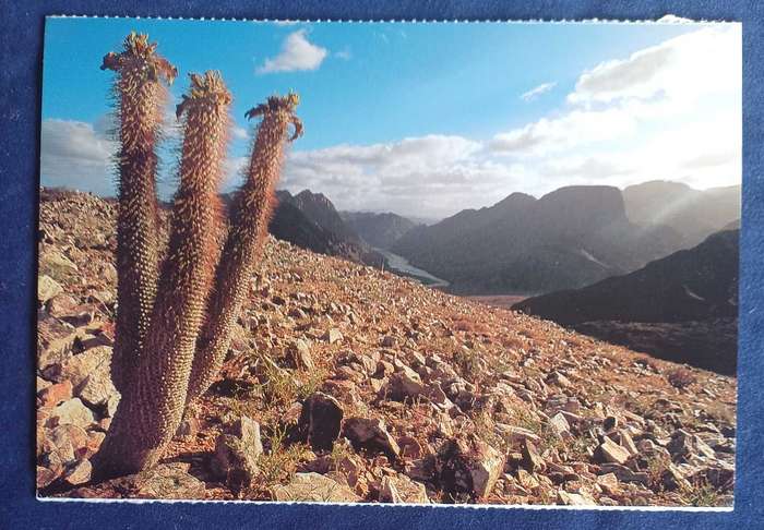 Halfmensboom postcard