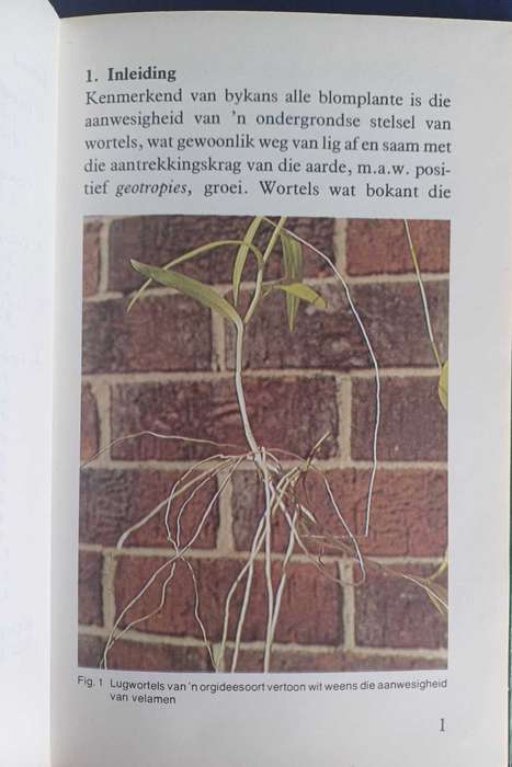 Organografie van wortels deur Kristo Pienaar