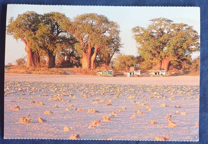 Baines' Baobabs, Botswana postcard