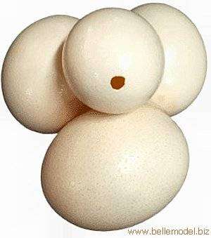 Ostrich eggs shells - Plain white