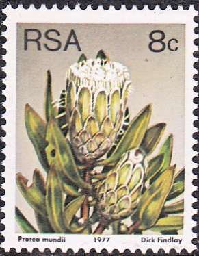 RSA 1982: 3rd DEFINITIVE ISSUE 8c MNH (SACC425a)