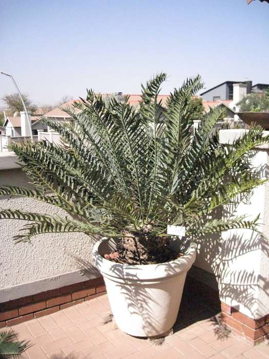 CYCAD: TRISPINOSUS IN LOVELY BIG POT - 32 YEARS