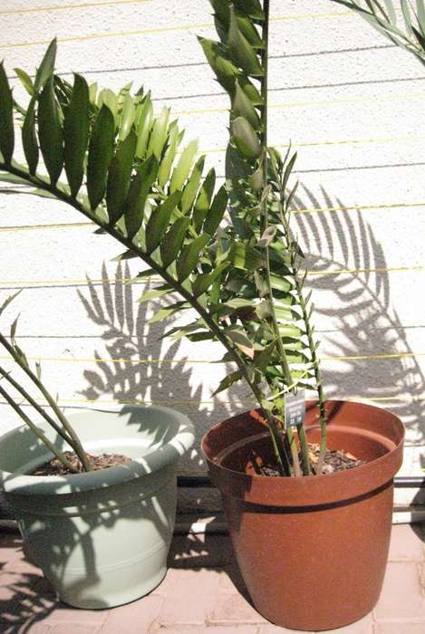 CYCAD: NATALENSIS 3 YEARS OLD POTTED - SELLING PERMIT