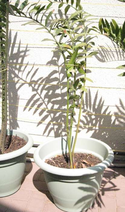 CYCAD: NATALENSIS 3 YEARS OLD POTTED - SELLING PERMIT