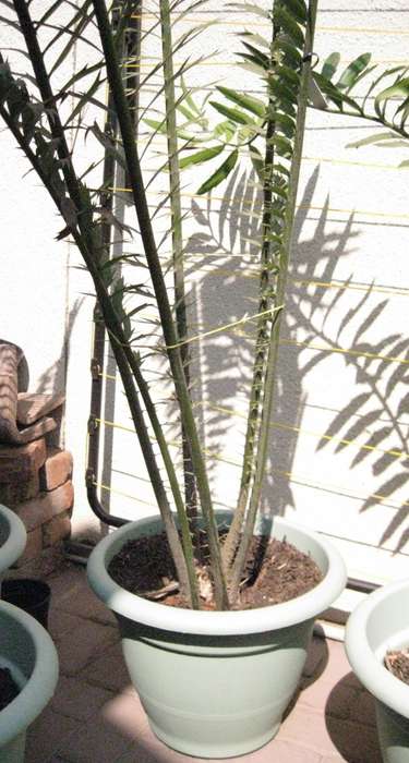 CYCAD: VILLOSIS 3 YEARS OLD POTTED - SELLING PERMIT