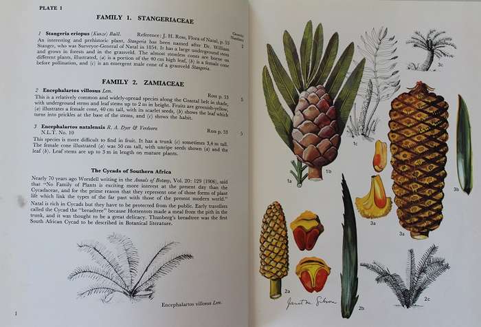 Wild flowers of Natal (coastal region) by Janet M. Gibson