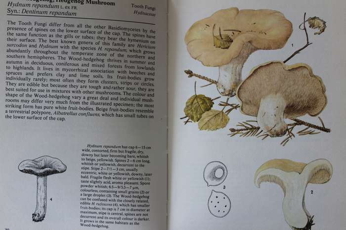 Mushrooms and Fungi Hamlyn colour guides