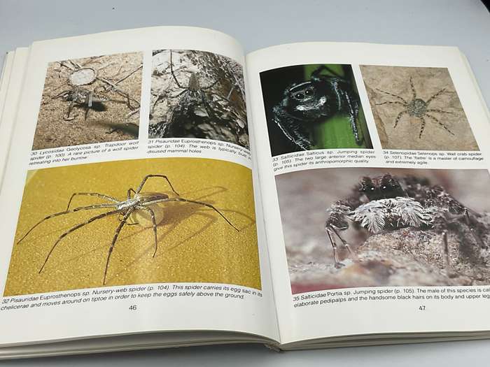 Southern African Spiders ~ An Identification Guide - Martin R Filmer | Illustrated by Linda Duigan
