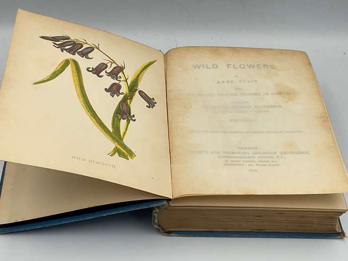 Wild Flowers Volume I - Anne Pratt 1893  | Ninety-six Plates Printed in Colour