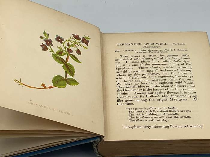 Wild Flowers Volume I - Anne Pratt 1893  | Ninety-six Plates Printed in Colour