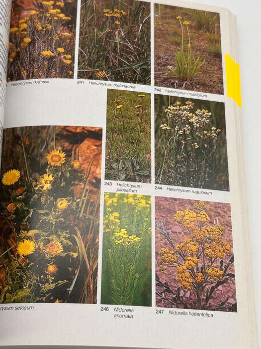 Field Guide To The Wild Flowers Of The Highveld - Braam Van Wyk & Sasa Malan