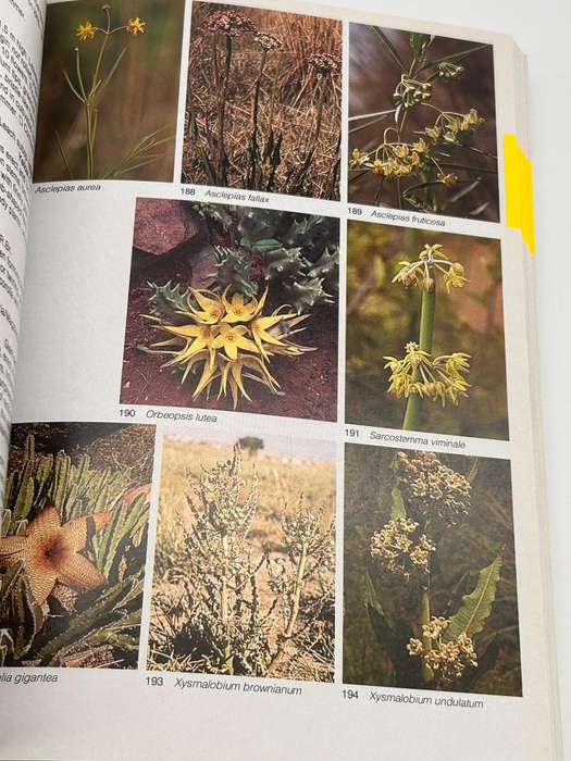 Field Guide To The Wild Flowers Of The Highveld - Braam Van Wyk & Sasa Malan