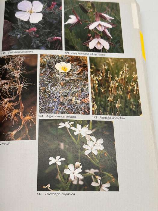 Field Guide To The Wild Flowers Of The Highveld - Braam Van Wyk & Sasa Malan