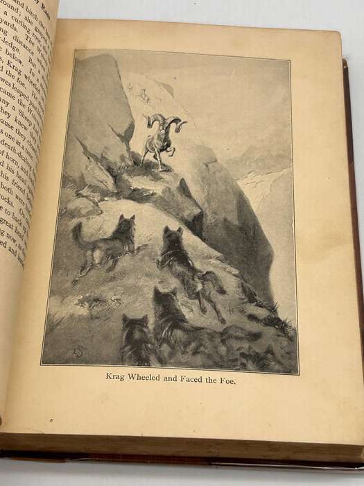 Lives of the Hunted ~ Ernest Thompson Seton 1911 |  Doings of Five Quadrupeds & Three Birds