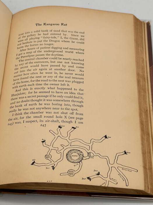 Lives of the Hunted ~ Ernest Thompson Seton 1911 |  Doings of Five Quadrupeds & Three Birds