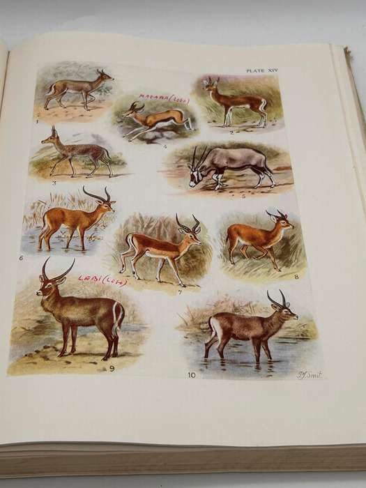The Mammals of South Africa by Austin Roberts | Poor cover internally fine Research Copy 1951