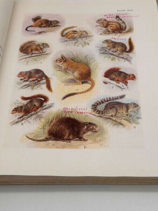 The Mammals of South Africa by Austin Roberts | Poor cover internally fine Research Copy 1951
