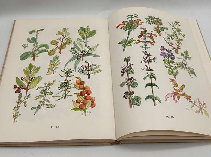 Flowering Plants of the Southern Cape by Pauline Bohnen