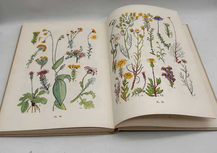 Flowering Plants of the Southern Cape by Pauline Bohnen