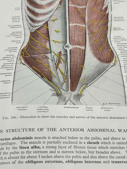 Surface and Radiological Anatomy: For Students and General Practitioners ~ Appleton 1958