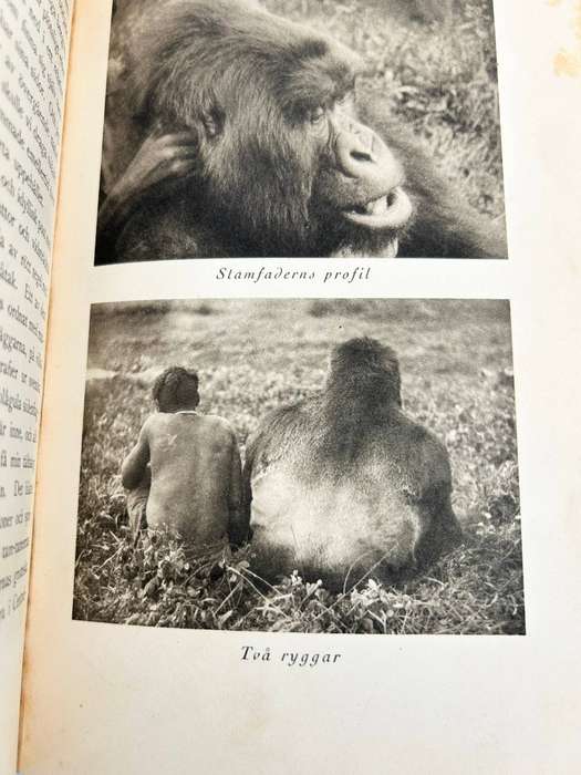 Bland dvargar och gorillor Med Svenska Zoologiska Expeditionen till Centralafrika 1921 in Swedish