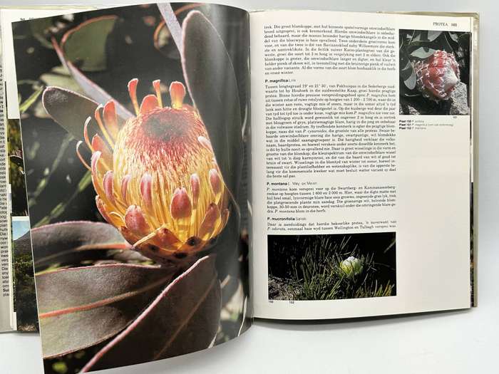 Suid-Afrika se Proteaceae - Marie Vogts