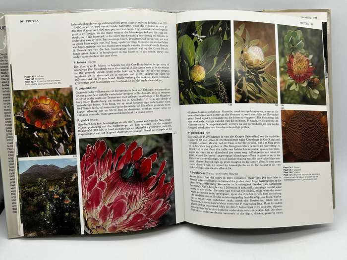 Suid-Afrika se Proteaceae - Marie Vogts