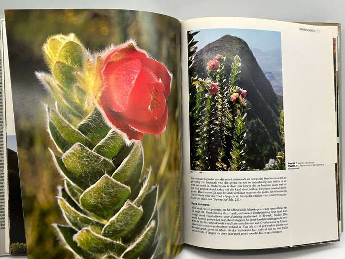 Suid-Afrika se Proteaceae - Marie Vogts