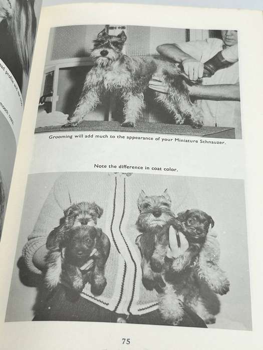 This is the Miniature Schnauzer ~ Louise Ziegler Spirer and Herbert F. Spirer 1963