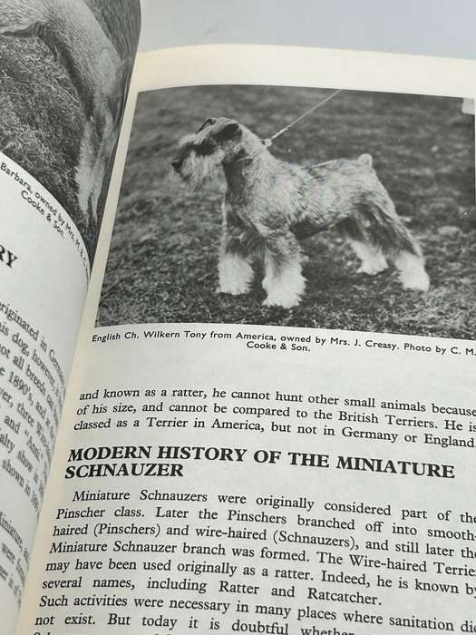 This is the Miniature Schnauzer ~ Louise Ziegler Spirer and Herbert F. Spirer 1963