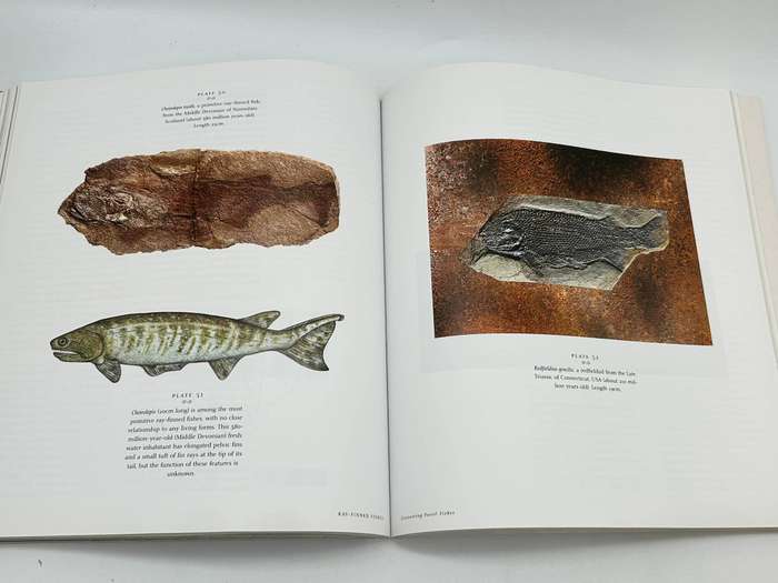 Discovering Fossil Fishes ~ John G Maisey
