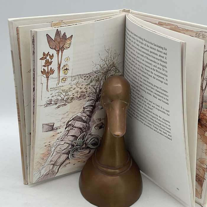 Damaraland Flora - Patricia Craven and Christine Marais | Spitzkoppe, Brandberg, Twyfelfontein