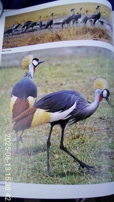 "Everyone's Guide to South African Birds"  Hard cover.