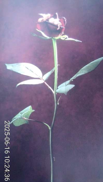 "Down in the Garden"  Añne Geddes.  Hard cover.