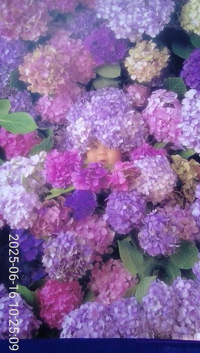 "Down in the Garden"  Añne Geddes.  Hard cover.
