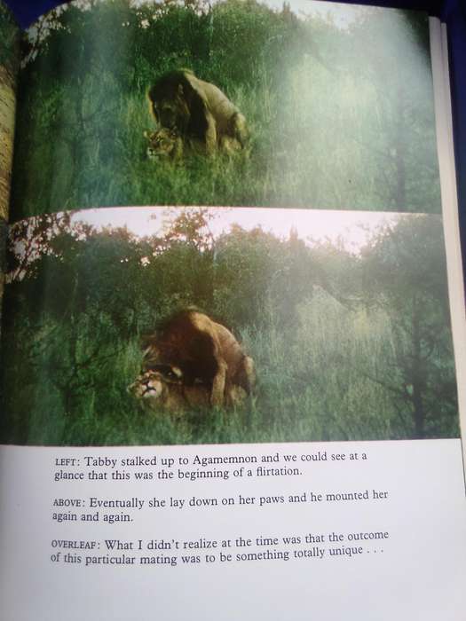 `The White Lions of Timbavati`  Chris McBride.  Hard cover.