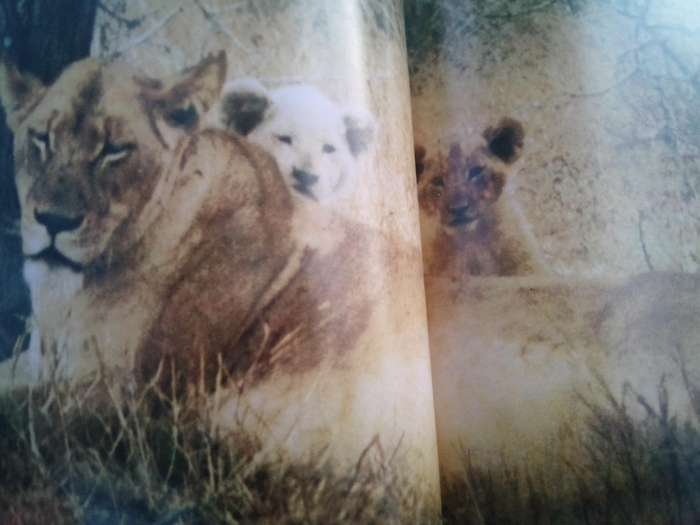 `The White Lions of Timbavati`  Chris McBride.  Hard cover.