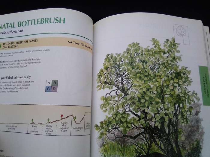 "Sappi  Tree Spotting"  Highveld and the Drakensburg". Soft  cover .