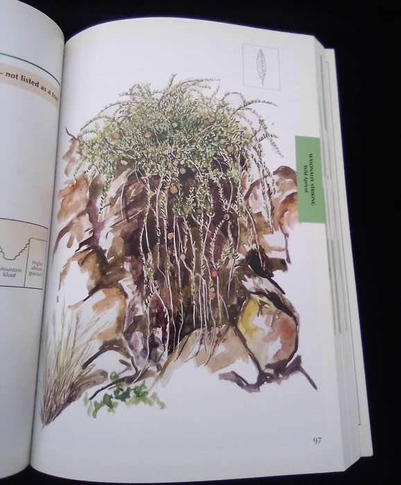 "Sappi  Tree Spotting"  Highveld and the Drakensburg". Soft  cover .