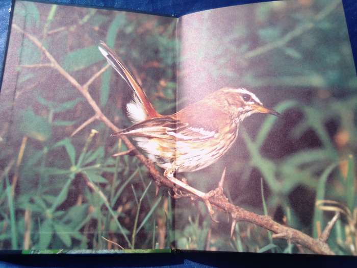 "More Gardem Birds of Southern Africa"  Soft cover.