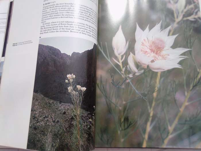 "South Africa's Proteaceae" Hard  cover.