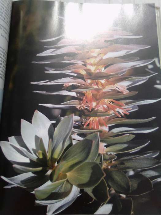 "South Africa's Proteaceae" Hard  cover.