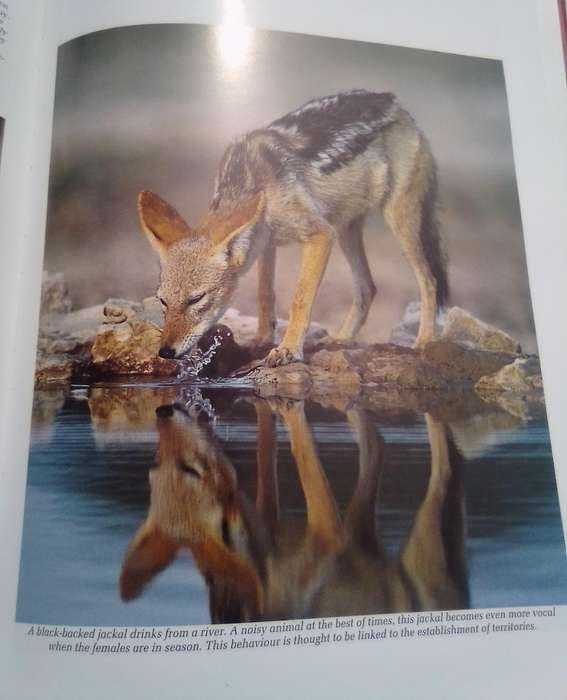 "Reader's Digest Southern Africa Spectacular World of Wildlife". Hard  cover.