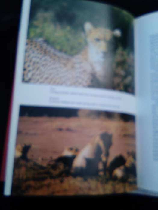 "Cry for the Lions". Gareth Patterson.  Hard cover.