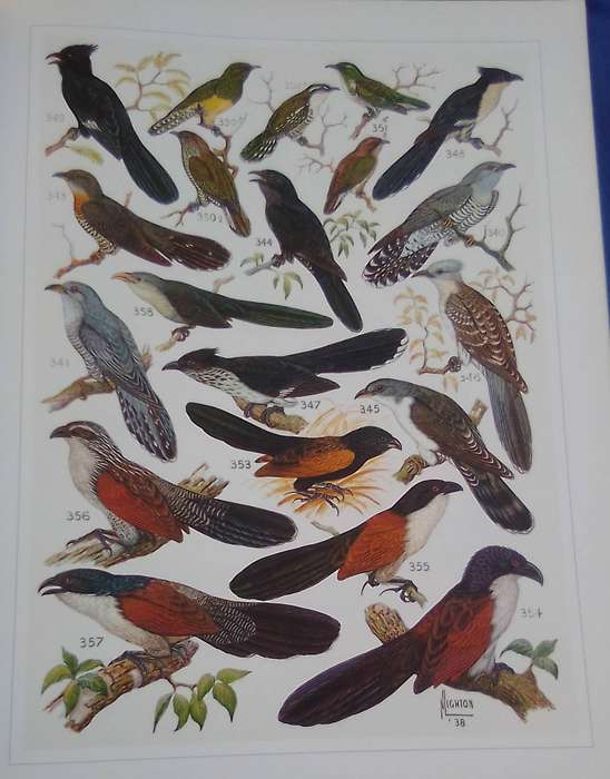 LARGE book.  "The paintings of Norman Light on for Roberts Birds of Southern Africa" A3-sized hard