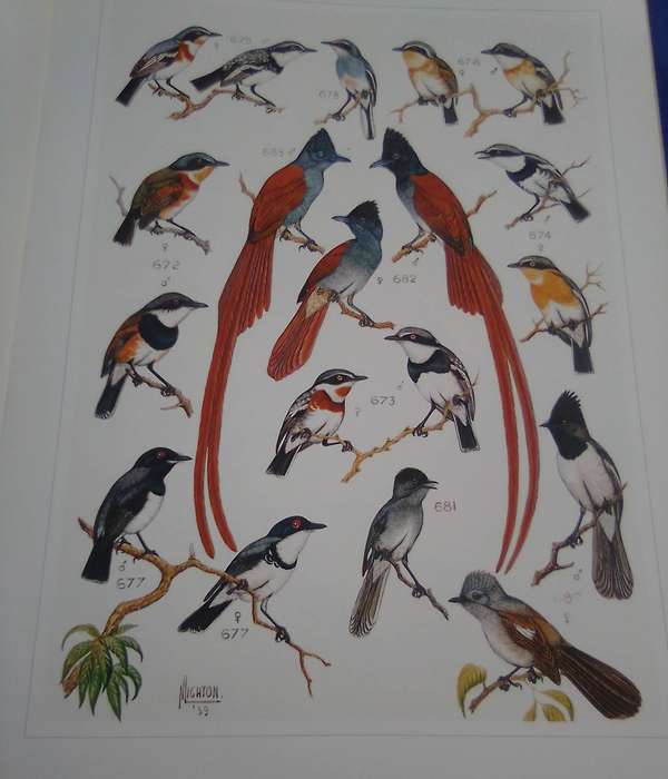 LARGE book.  "The paintings of Norman Light on for Roberts Birds of Southern Africa" A3-sized hard