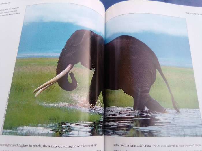 "Elephants"  Soft cover.
