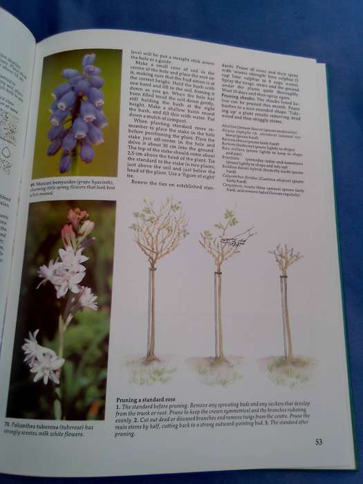 "South African Garden Month by Month"  Hard cover.