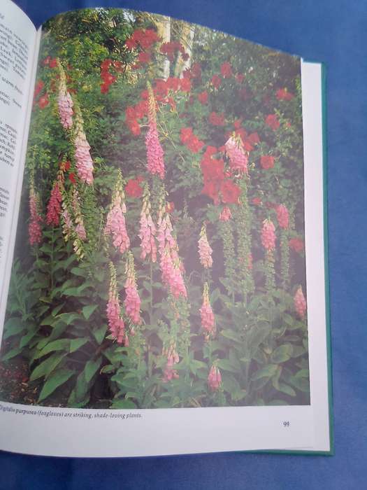 "South African Garden Month by Month"  Hard cover.