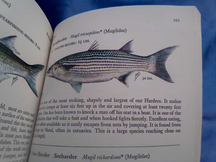 "Fishes of the Tsitsikama Coastal National Park"  Soft cover.